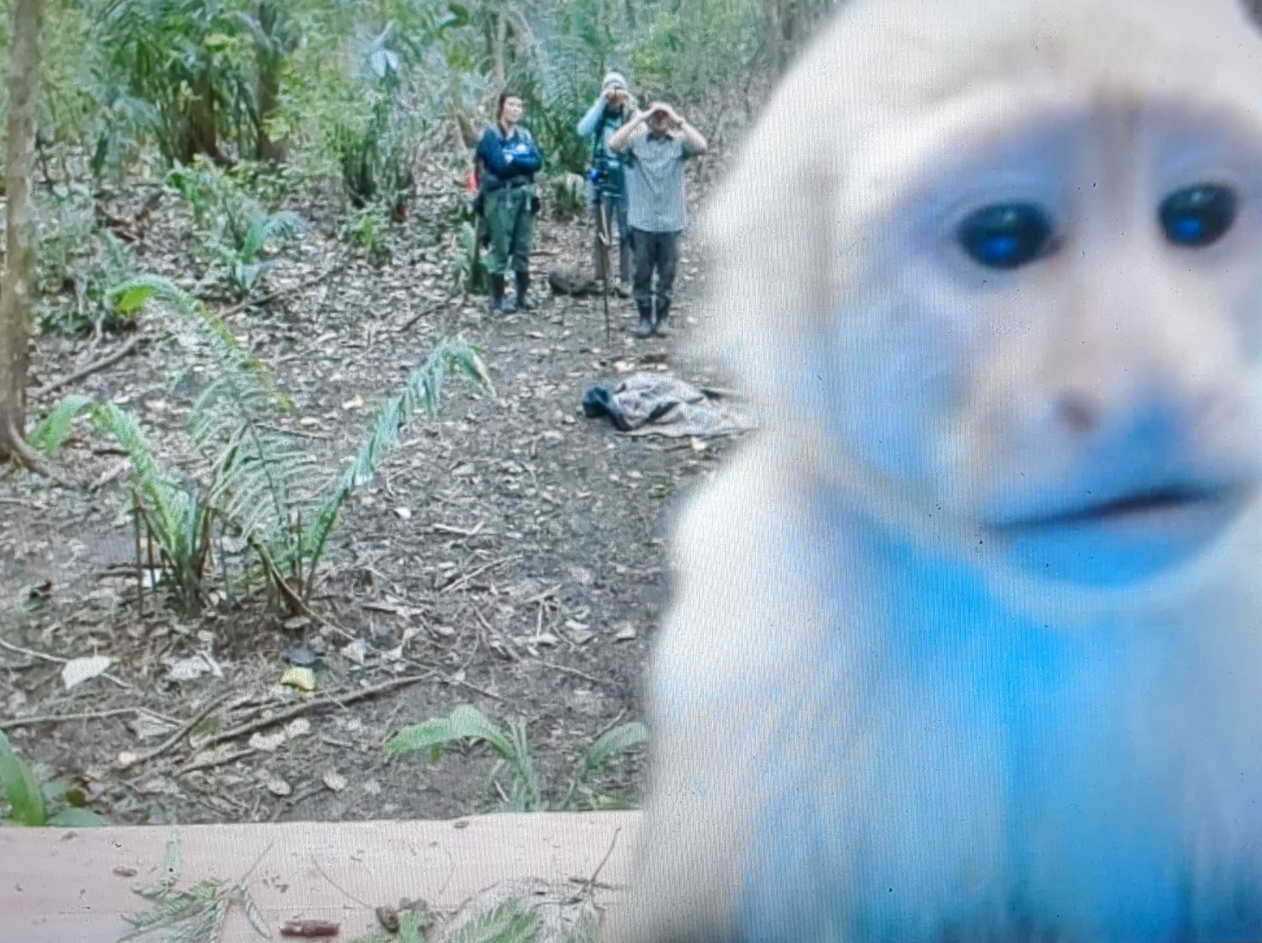 Bonus shot of a monkey toying around with the screen. Bonus shot of a monkey toying around with the screen.